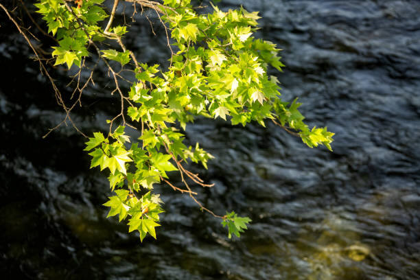 Vegetazione sulle acque del fiume Lima